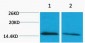 Histone H4 (Mono Methyl Lys79) Polyclonal Antibody