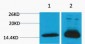 Histone H4 (Di Methyl Lys79) Polyclonal Antibody