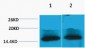 Histone H4 (Tri Methyl Lys79) Polyclonal Antibody