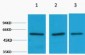 Vimentin Polyclonal Antibody