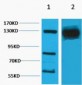 HIF-1α Polyclonal Antibody