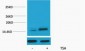 Histone H2A.Z (Acetyl Lys7) Polyclonal Antibody