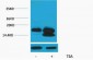 Histone H4 (Acetyl Lys5) Polyclonal Antibody