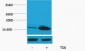 Histone H4 (Acetyl Lys12) Polyclonal Antibody