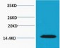 Histone H2A.X (Phospho Thr120) Polyclonal Antibody