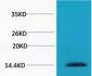 Histone H2A.X (Phospho Ser139) Polyclonal Antibody