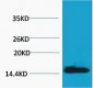 Histone H2A.X (Phospho Tyr142) Polyclonal Antibody