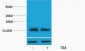 Histone H2A.X (Acetyl Lys5) Polyclonal Antibody