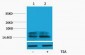 Histone H2A.Z (Acetyl Lys4) Polyclonal Antibody