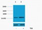 Histone H4 (Acetyl Lys16) Polyclonal Antibody