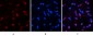 Histone H4 (Acetyl Lys16) Polyclonal Antibody