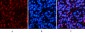 Histone H4 (Acetyl Lys16) Polyclonal Antibody