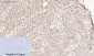 Histone H4 (Acetyl Lys16) Polyclonal Antibody