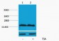 Histone H4 (Acetyl Lys91) Polyclonal Antibody