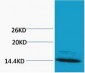 Histone H4 (Mono Methyl Arg3) Polyclonal Antibody