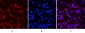 PR Monoclonal Antibody(Z15)