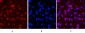 PR Monoclonal Antibody(Z15)