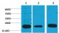 PRX I Polyclonal Antibody