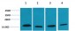 COX4 Polyclonal Antibody