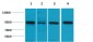 HSP90A Polyclonal Antibody