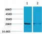 14-3-3 ε Polyclonal Antibody