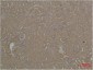 HSC 70 Polyclonal Antibody