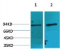 HIF-1β Polyclonal Antibody