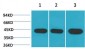 α-SMA Monoclonal Antibody(1E12)