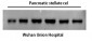 α-SMA Monoclonal Antibody(1E12)