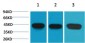 α-SMA Monoclonal Antibody(6A12)