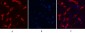 α-SMA Monoclonal Antibody(6A12)