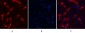 α-SMA Monoclonal Antibody(6A12)