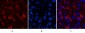 α-SMA Monoclonal Antibody(6A12)