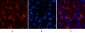 α-SMA Monoclonal Antibody(6A12)