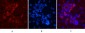 α-SMA Monoclonal Antibody(6A12)