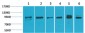 ERK 5 Polyclonal Antibody