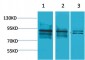 HIF-1β Polyclonal Antibody