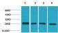 SLUG Polyclonal Antibody