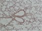 GSK3β Polyclonal Antibody