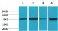 GSK3β Polyclonal Antibody