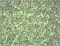 EPG5 Polyclonal Antibody