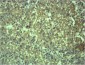 EPG5 Polyclonal Antibody