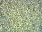 EPG5 Polyclonal Antibody