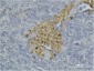 Caspase-8 Monoclonal Antibody(2G12)
