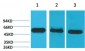 Caspase-8 Monoclonal Antibody(2G12)