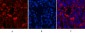 LC3B Polyclonal Antibody