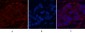 CYCS Monoclonal Antibody(4B10)