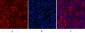 CYCS Monoclonal Antibody(4B10)