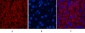 CYCS Monoclonal Antibody(4B10)