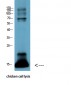 CYCS Monoclonal Antibody(4B10)